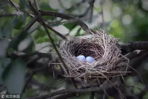 雀鳥在家築巢